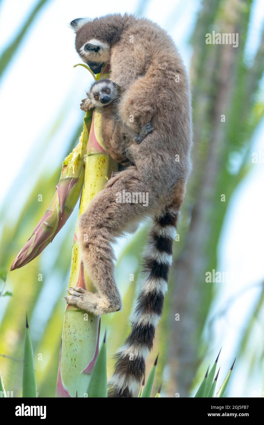 Afrique, Madagascar, région d'Anosy, Réserve de Berenty. Un lémurien avec son bébé mâche sur la tige cassée d'une fleur de sisal. Banque D'Images