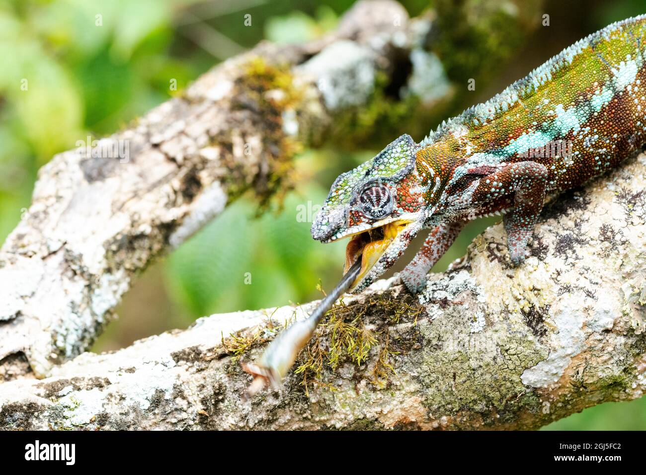 Afrique, Madagascar, à l'est de Tana, Marozevo, Peyrieras Reptile Reserve. Une panthère chameleon colle sa langue pour obtenir un insecte. Banque D'Images