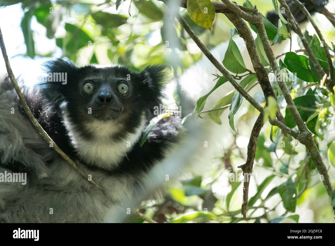 Afrique, Madagascar, Parc national d'Andasibe-Mantadia, Réserve spéciale Analamazotra. Un indri, le plus grand lémurien, se clins à de hauts arbres tout en cherchant Banque D'Images