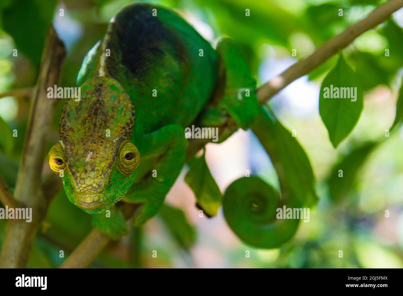 Madagascar, Marozevo, Peyrieras Reptile Farm. Le caméléon de Parson. Banque D'Images