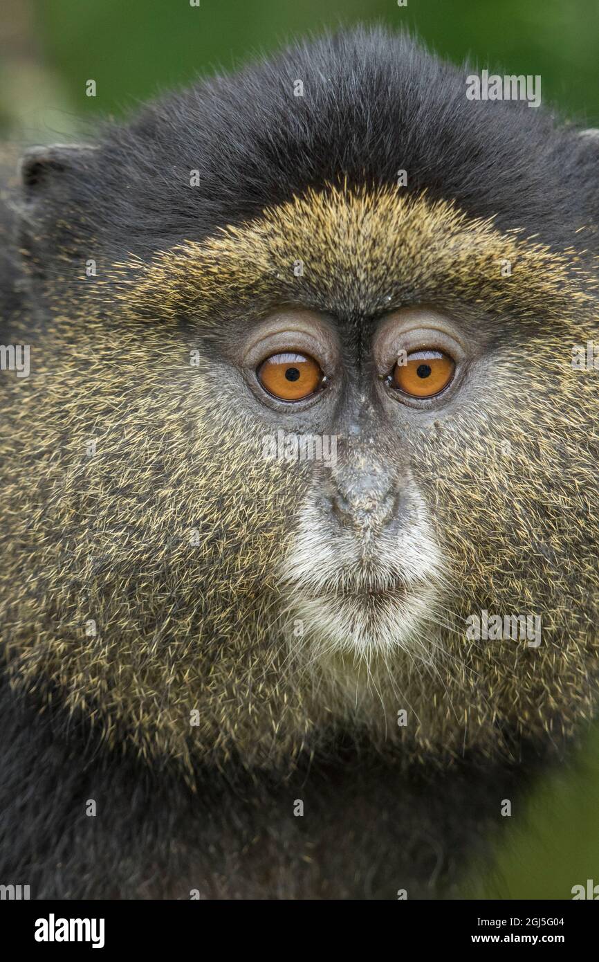 L'Afrique, Rwanda, le Parc National des Volcans, Close-up portrait of Golden Monkey (Cercopithecus kandti) dans les forêts tropicales dans les montagnes des Virunga Banque D'Images