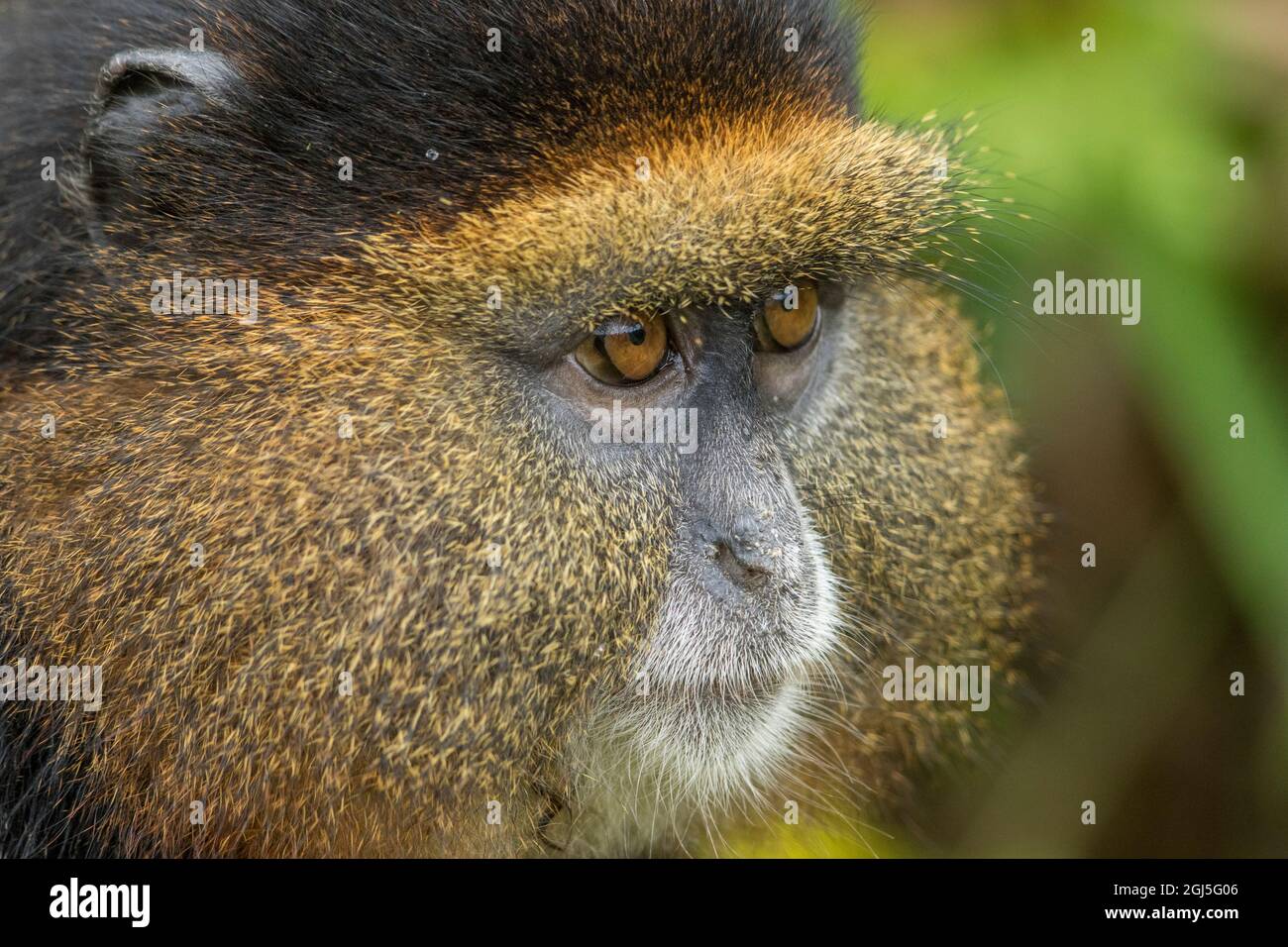 L'Afrique, Rwanda, le Parc National des Volcans, Close-up portrait of Golden Monkey (Cercopithecus kandti) dans les forêts tropicales dans les montagnes des Virunga Banque D'Images