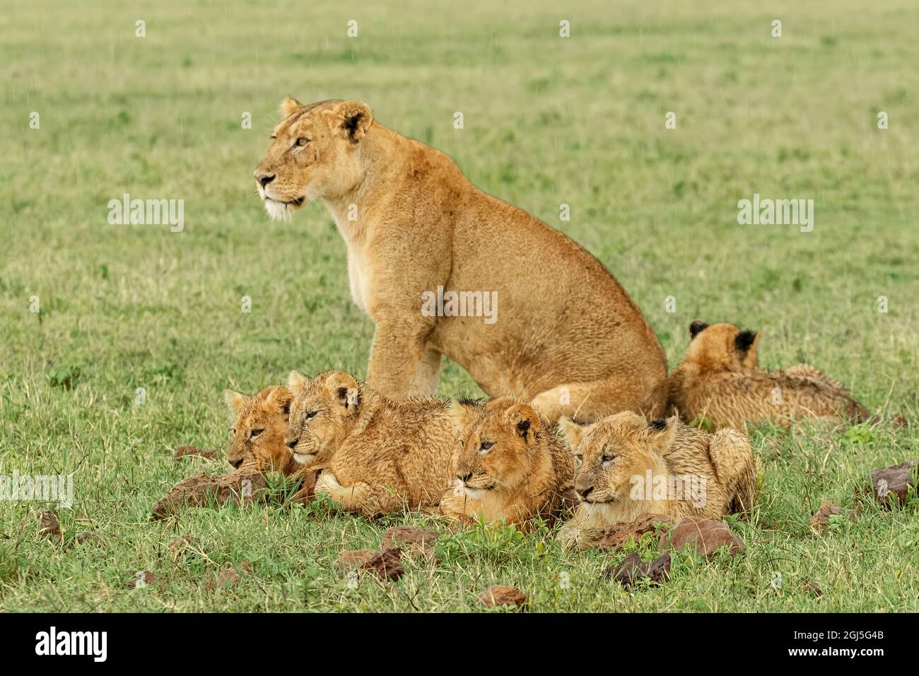 Oursons juvéniles avec lion femelle adulte, cratère de Ngorongoro, Tanzanie, Afrique. Banque D'Images