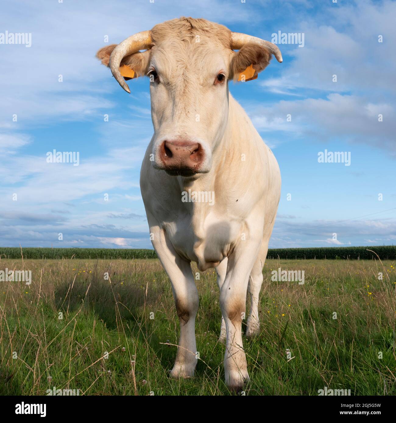 vache blonde blanche d'aquitaine sous ciel bleu dans prairie verte d'été Banque D'Images