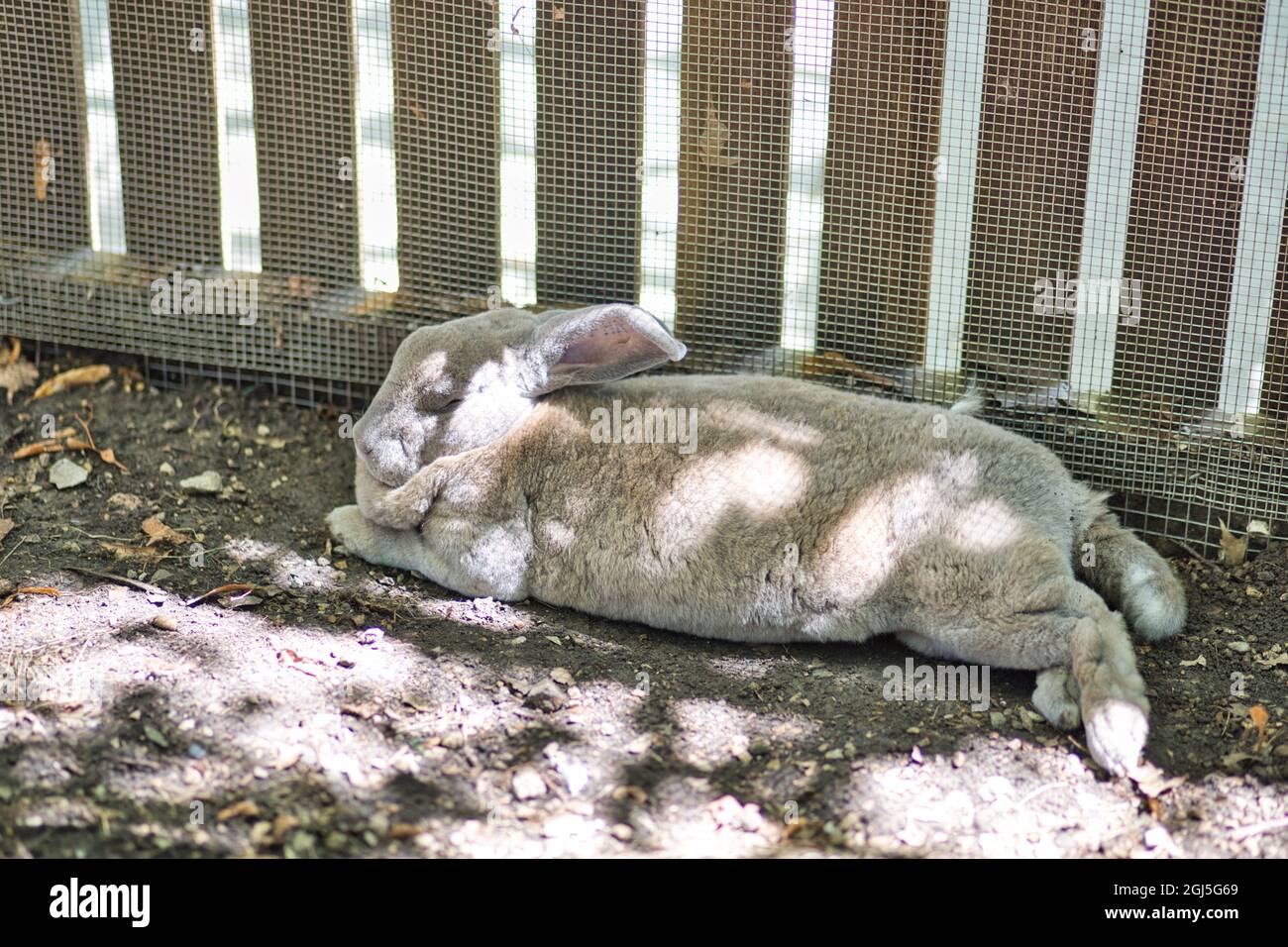 Adorable lapin dormant au soleil dans le zoo Banque D'Images