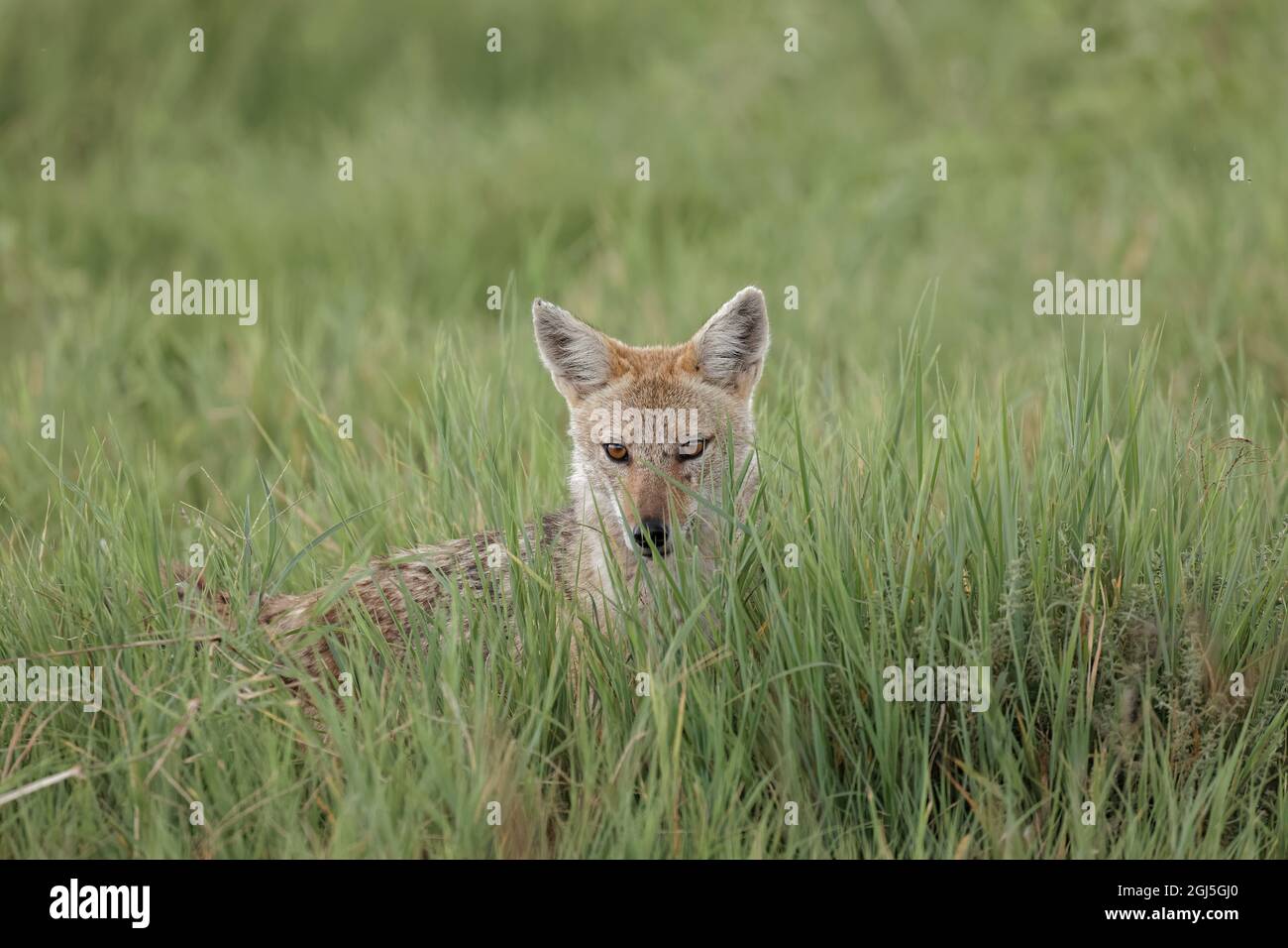 Chacal d'or, chasse, cratère de Ngorongoro, Tanzanie Banque D'Images