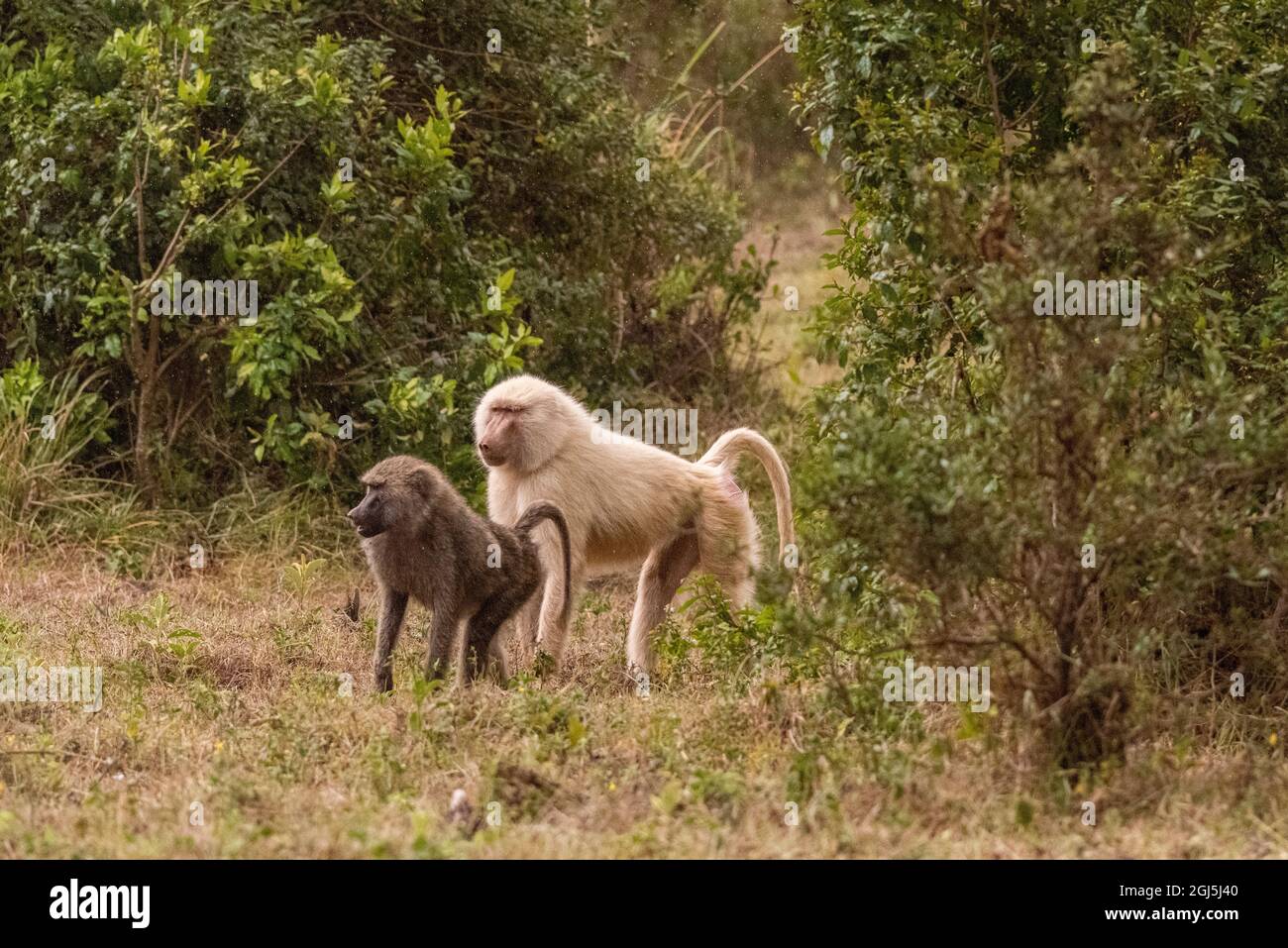 Afrique, Tanzanie. Babouin d'olive Albino avec femelle. Crédit : Jones & Shimlock / Galerie Jaynes / DanitaDelimont.com Banque D'Images