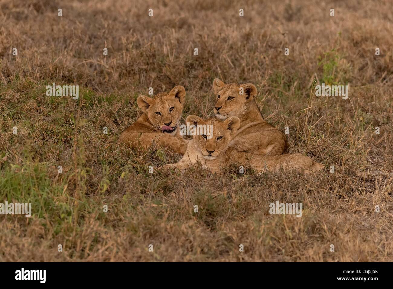 Afrique, Tanzanie, Parc national du Serengeti. Lions juvéniles au repos. Crédit : Jones & Shimlock / Galerie Jaynes / DanitaDelimont.com Banque D'Images