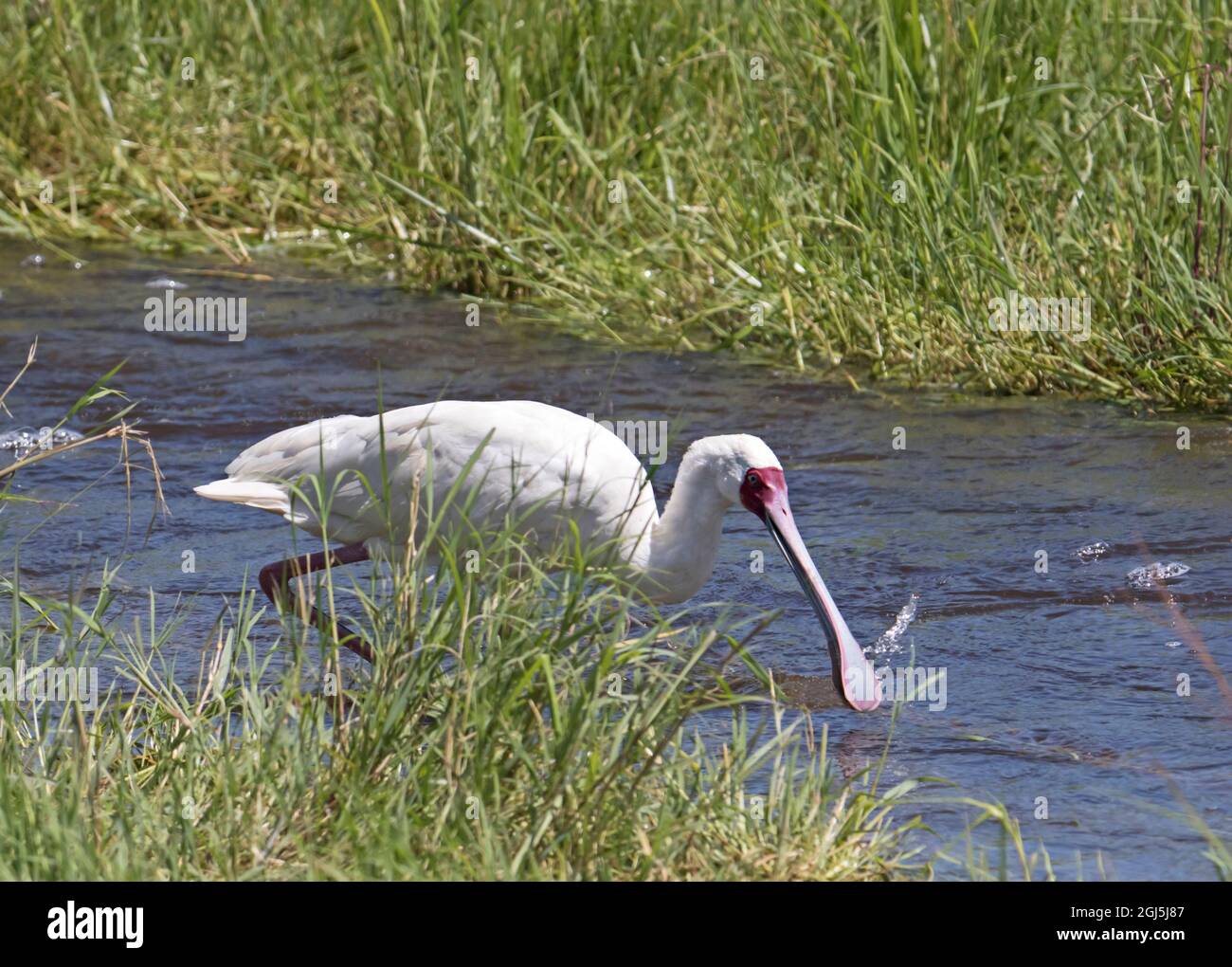Afrique, Tanzanie, Ngorongoro Crater. Spaton africain (Platalea alba) Banque D'Images