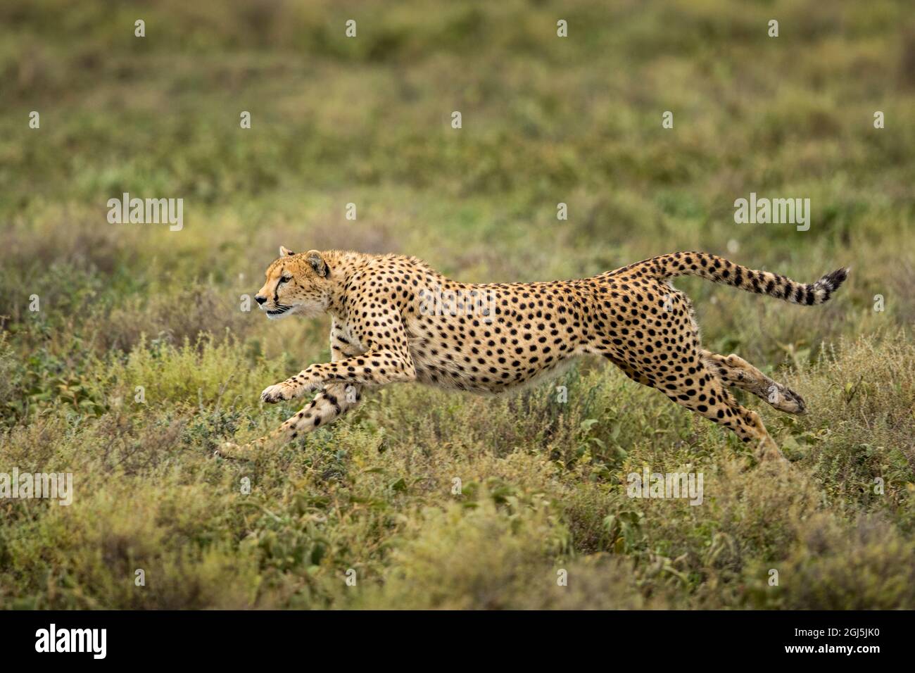 Zone de conservation de Ngorongoro, en Tanzanie, des profils Guépard (Acinonyx jubatas) commence à exécuter tout en chassant les gnous veau sur plaines Ndutu Banque D'Images