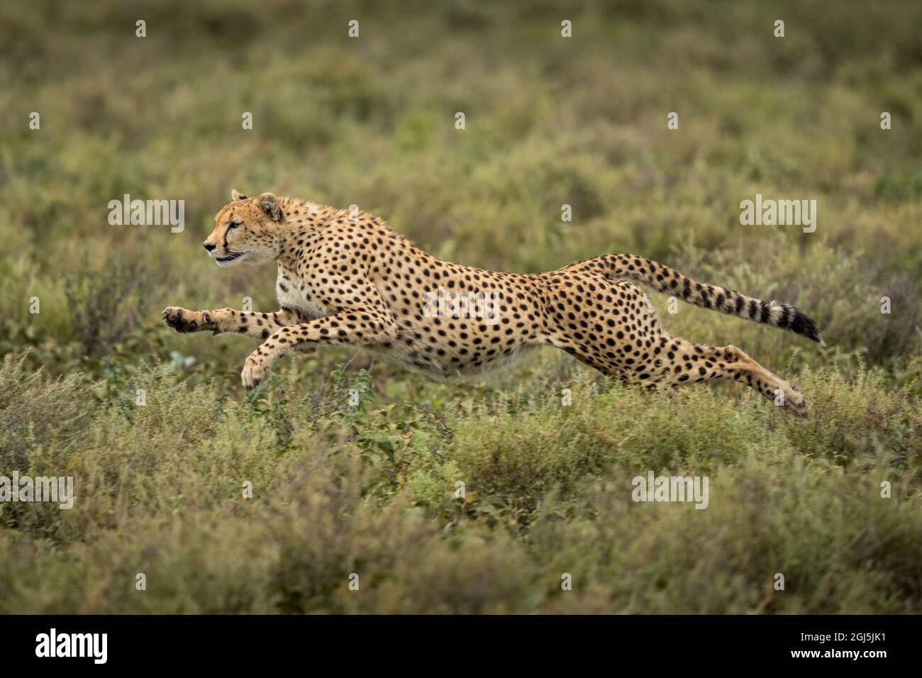 Zone de conservation de Ngorongoro, en Tanzanie, des profils Guépard (Acinonyx jubatas) commence à exécuter tout en chassant les gnous veau sur plaines Ndutu Banque D'Images