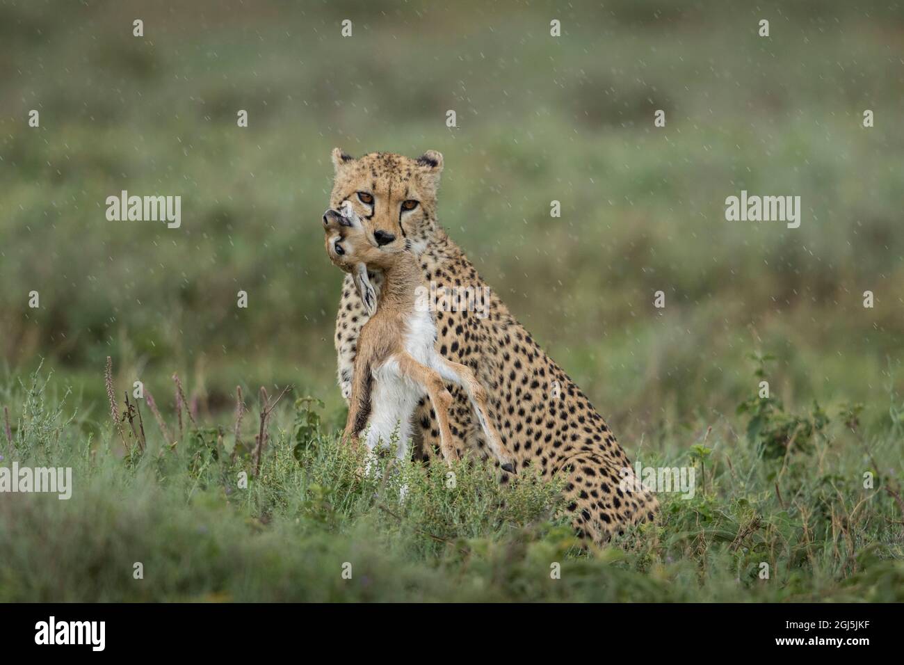 Tanzanie, zone de conservation de Ngorongoro, Cheetah adulte (Acinonyx jubatas) se serre sur la gorge de la Gazelle de Thomson (Eudorcas thomsoniI) veau après su Banque D'Images