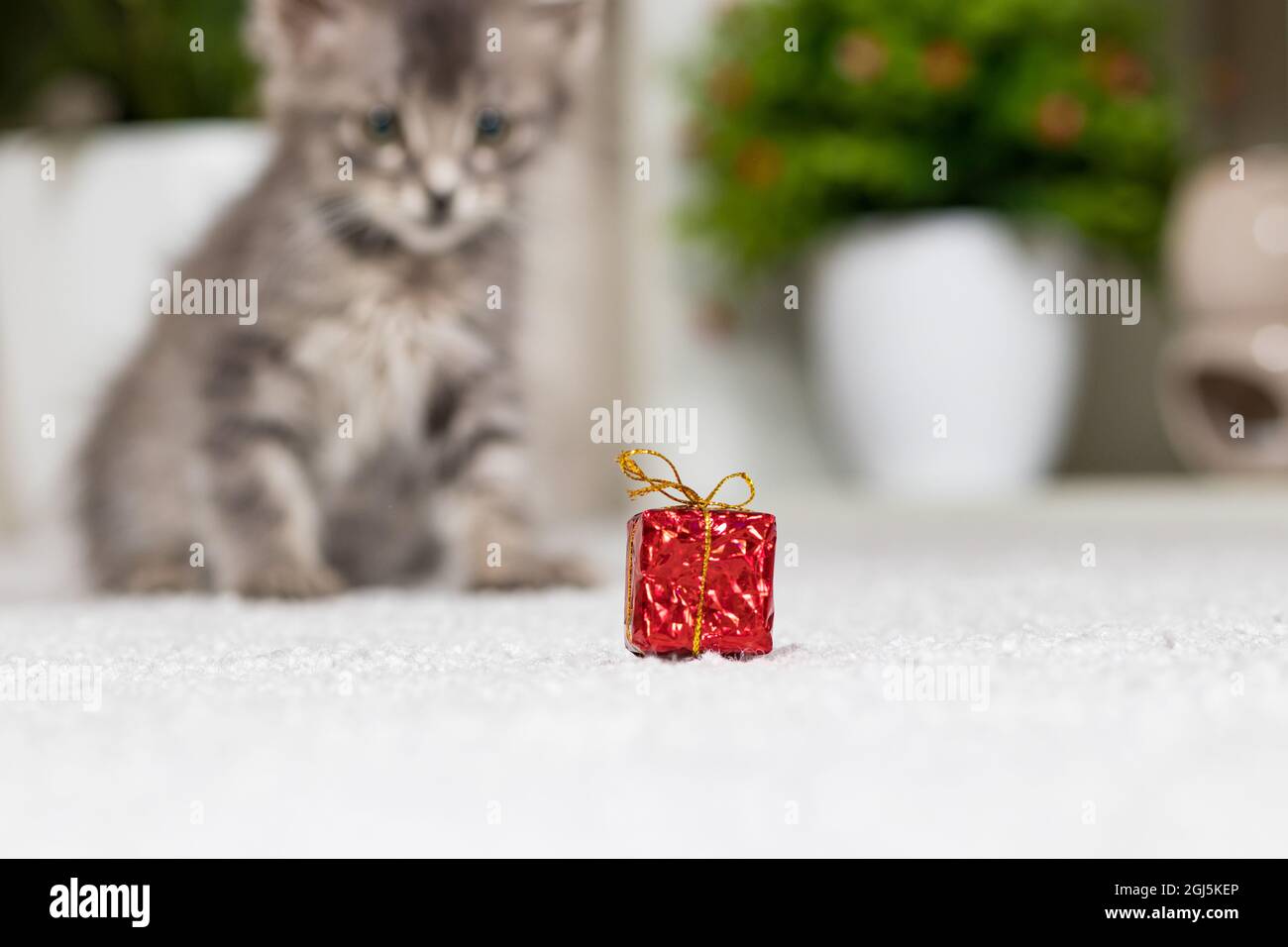 Un chaton gris et un cadeau d'anniversaire, un chat chasse un jouet. Banque D'Images