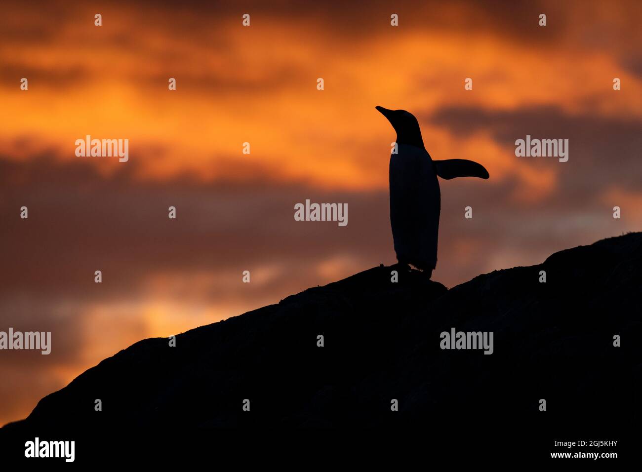 Antarctique, Paradise Harbour alias Paradise Bay. Silhouette de pingouins gentoo avec coucher de soleil polaire. Banque D'Images