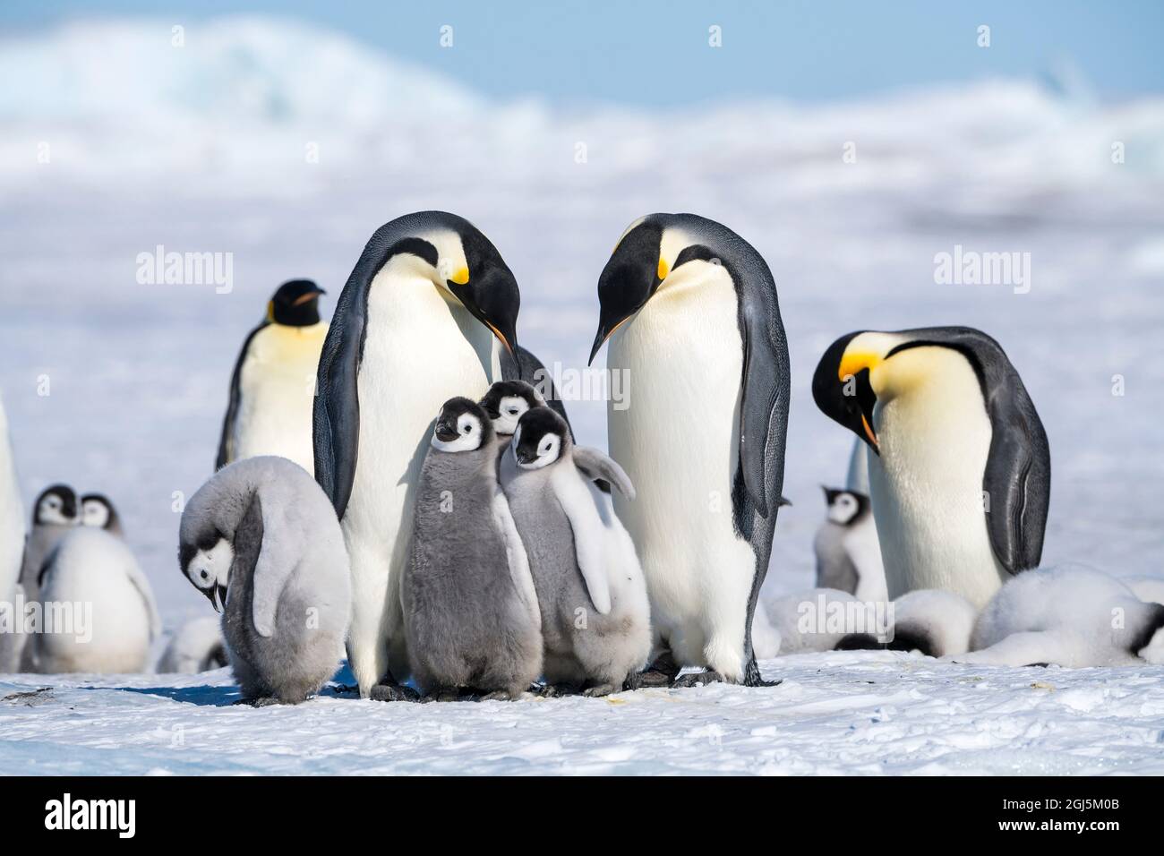 Snow Hill Island, Antarctique. Plusieurs manchots juvéniles se nichent près des adultes. Banque D'Images