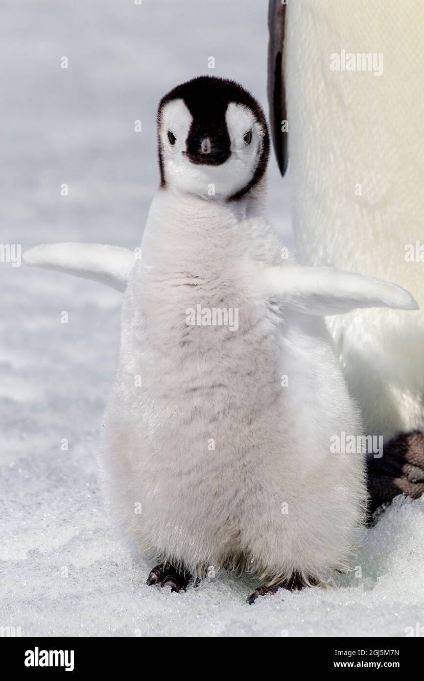 Antarctique, Snow Hill. Portrait d'un manchot empereur qui floque ses ailes. Banque D'Images