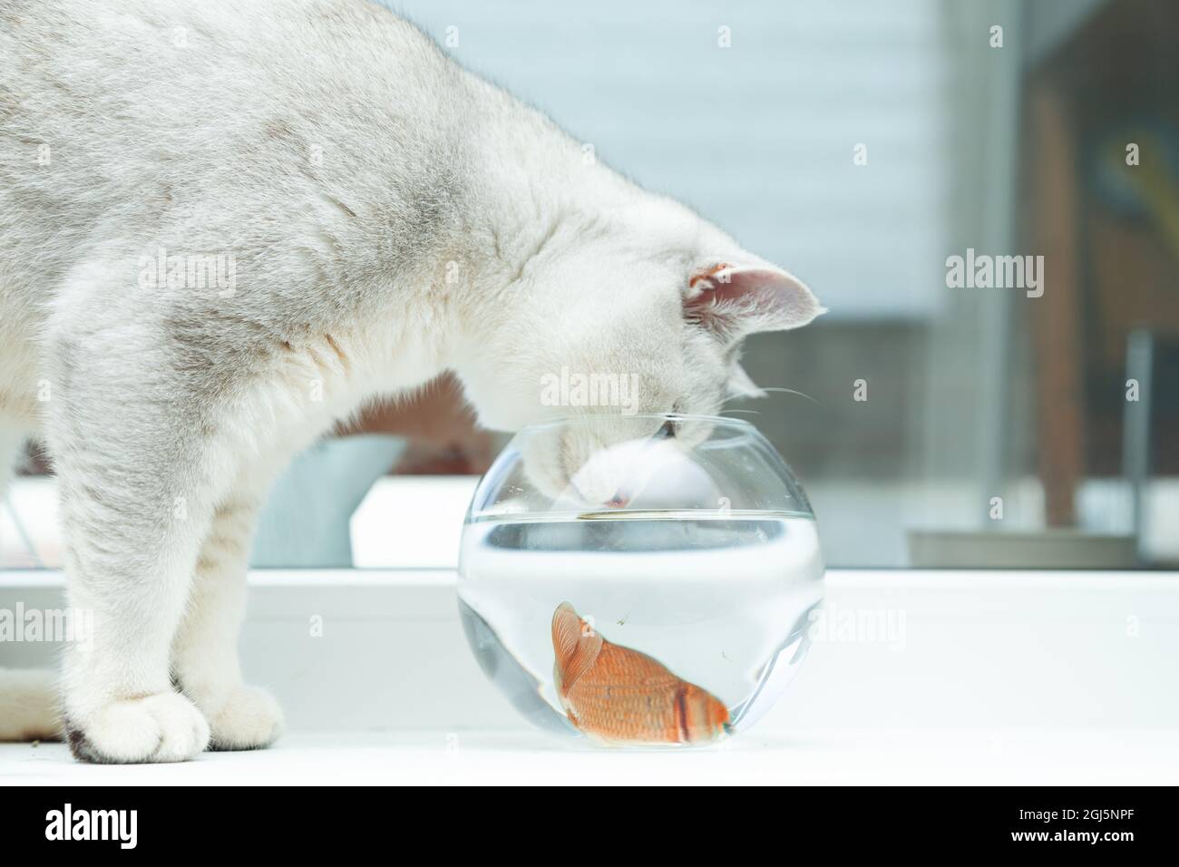 Chat d'argent de rivage britannique regardant le poisson rouge dans un aquarium. Banque D'Images