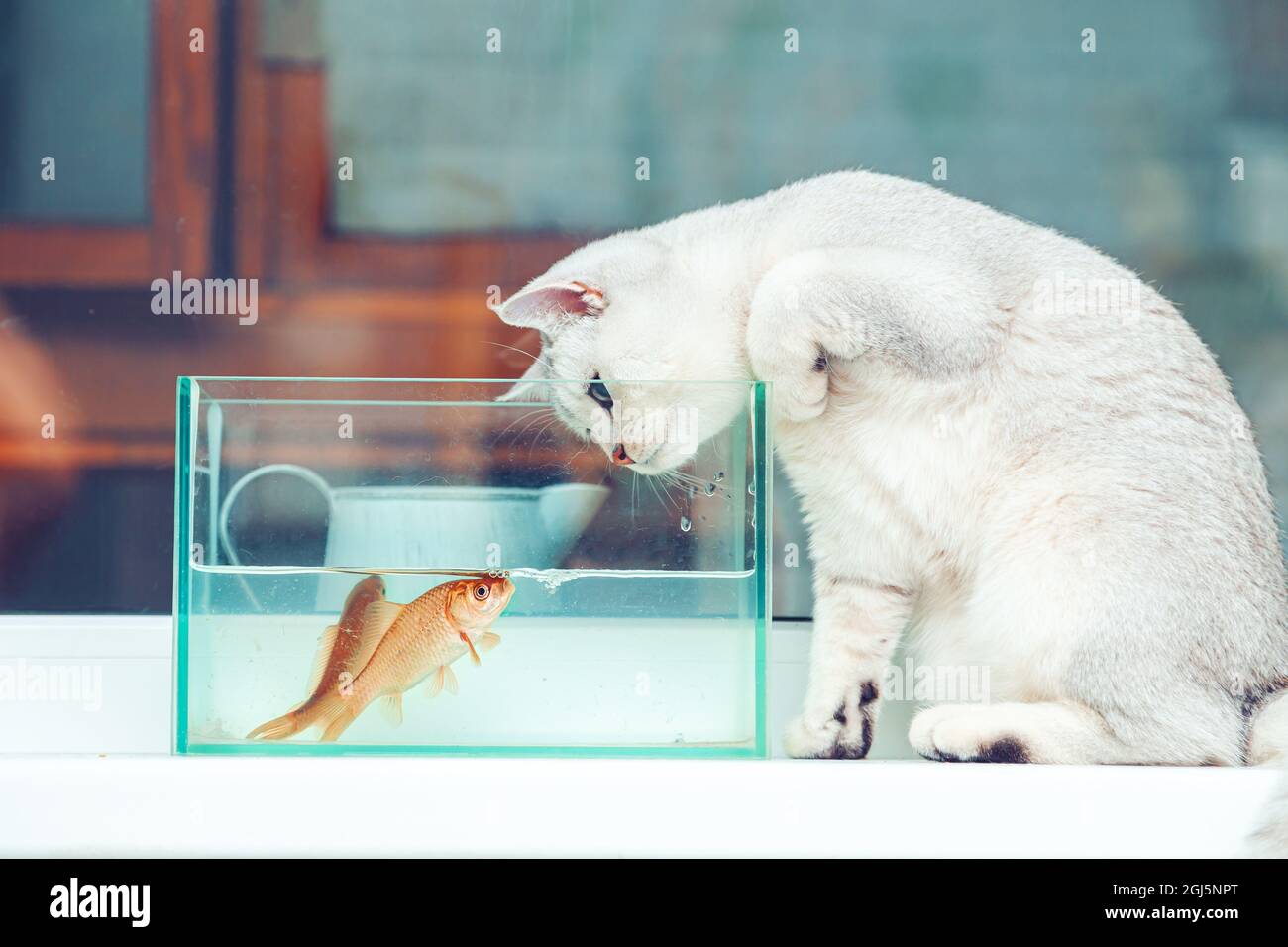 Chat d'argent de rivage britannique regardant le poisson rouge dans un aquarium. Banque D'Images