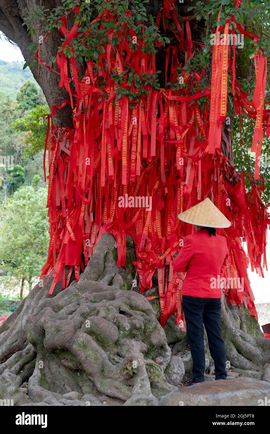Chine, province de Fujian, comté de Yongding, Yongding Tulou. La zone à l'extérieur de la maison ronde contient un arbre sacré festooné avec des rubans rouges de voeu. Banque D'Images