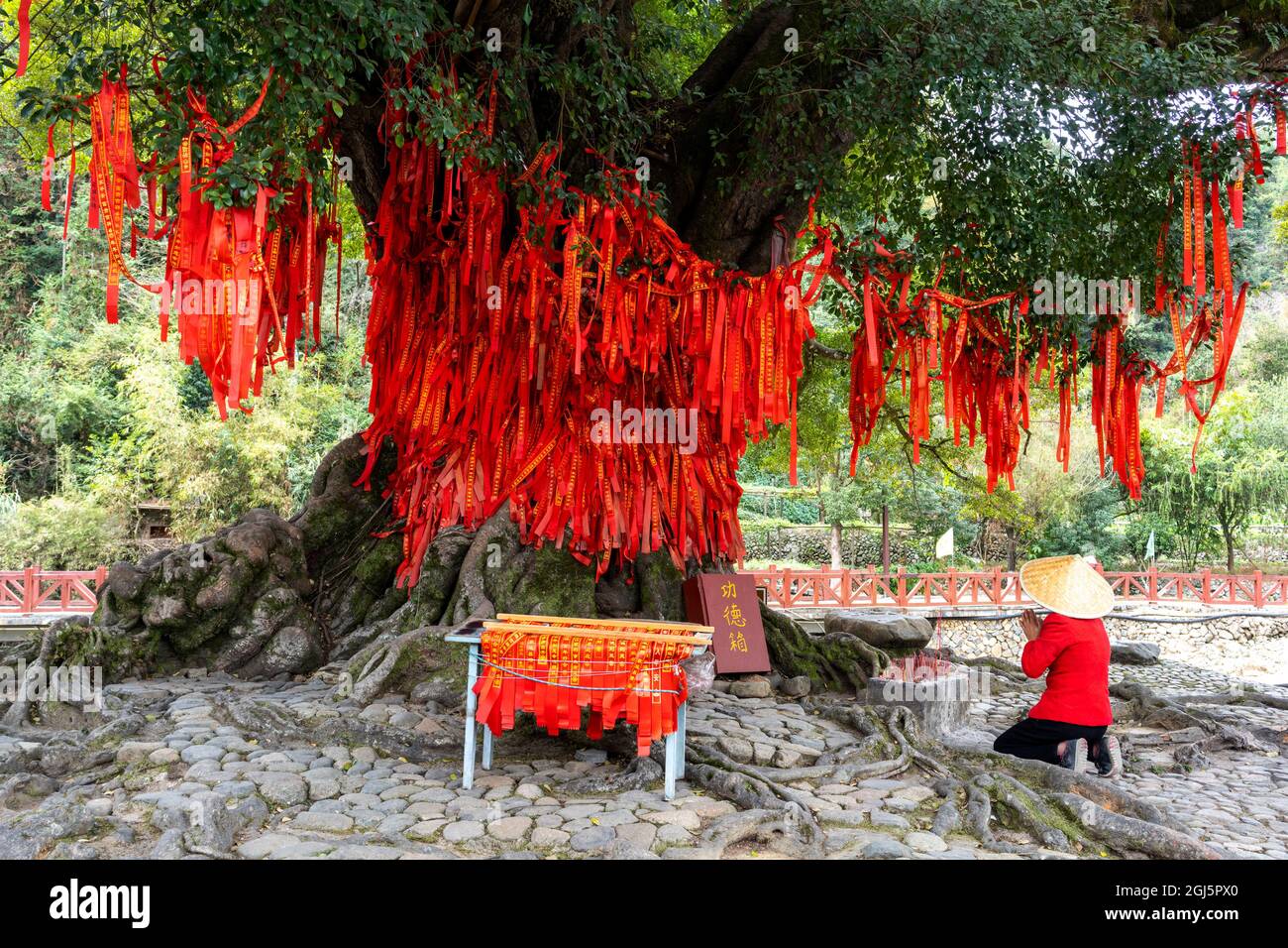Chine, province de Fujian, comté de Yongding, Yongding Tulou. La zone à l'extérieur de la maison ronde contient un arbre sacré festooné avec des rubans rouges de voeu. Banque D'Images