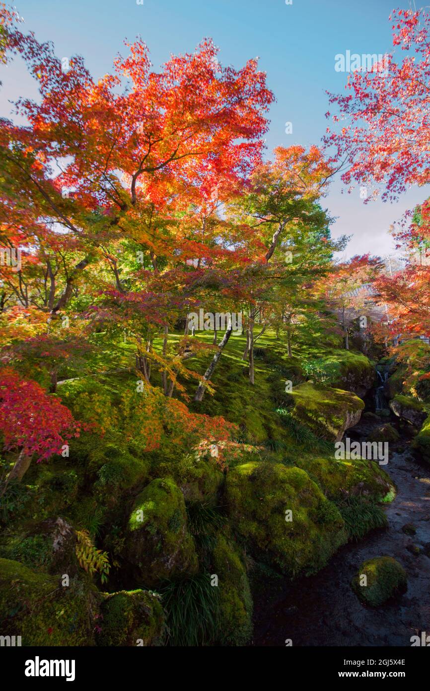 Feuilles d'automne dans un jardin japonais très mossy Banque D'Images