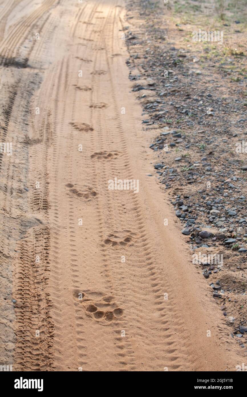 Inde, Madhya Pradesh, Bandhavgarh National Park. Les traces de tigre du Bengale sur une route de sable mou, espèces menacées. Banque D'Images
