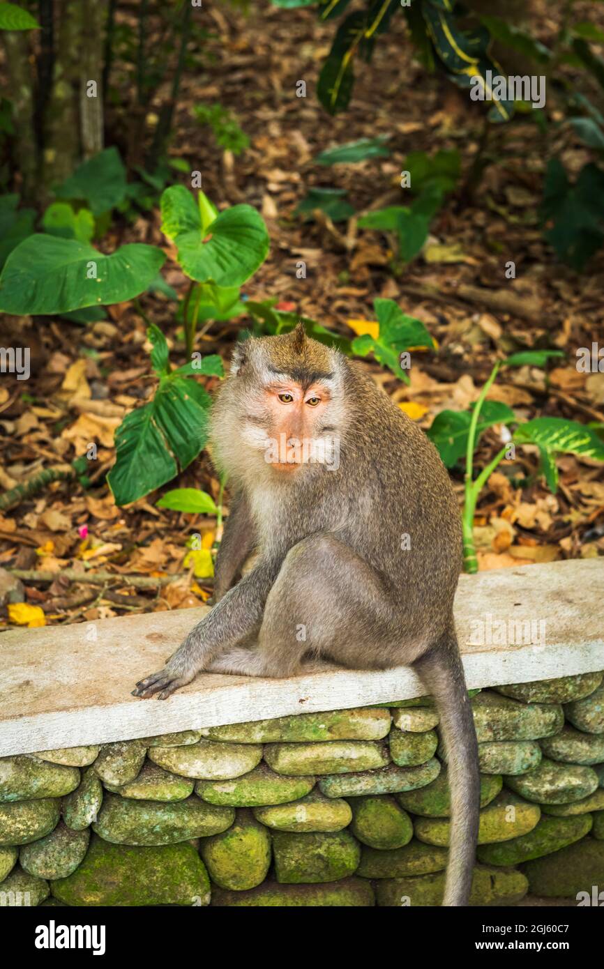 Singe Balinais À Queue Longue (Macaca Fascicularis), Forêt Des Singes Sacrés, Ubud, Bali, Indonésie Banque D'Images