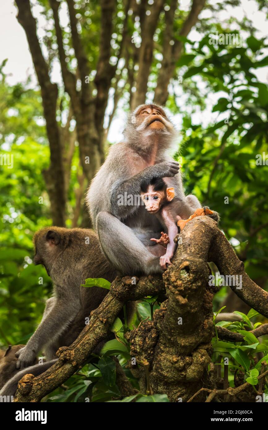 Singe Balinais À Queue Longue (Macaca Fascicularis), Forêt Des Singes Sacrés, Ubud, Bali, Indonésie Banque D'Images