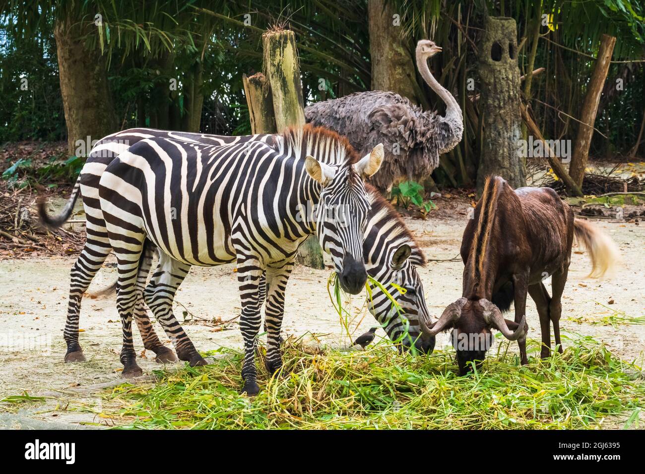 Zebra, buffle d'eau et autruche au zoo de Singapour. Banque D'Images