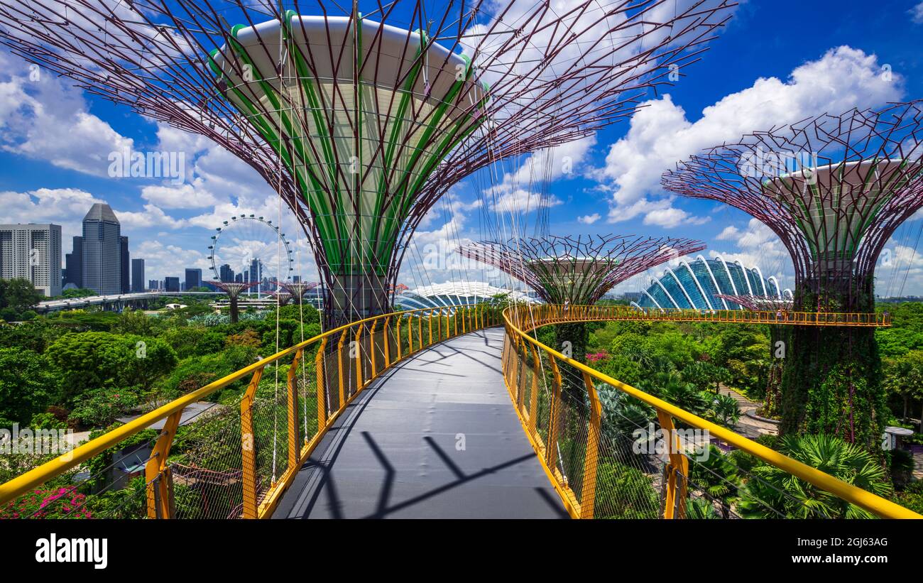 Le Supertree Grove de l'OCBC Skyway à Gardens by the Bay, Singapour. Banque D'Images