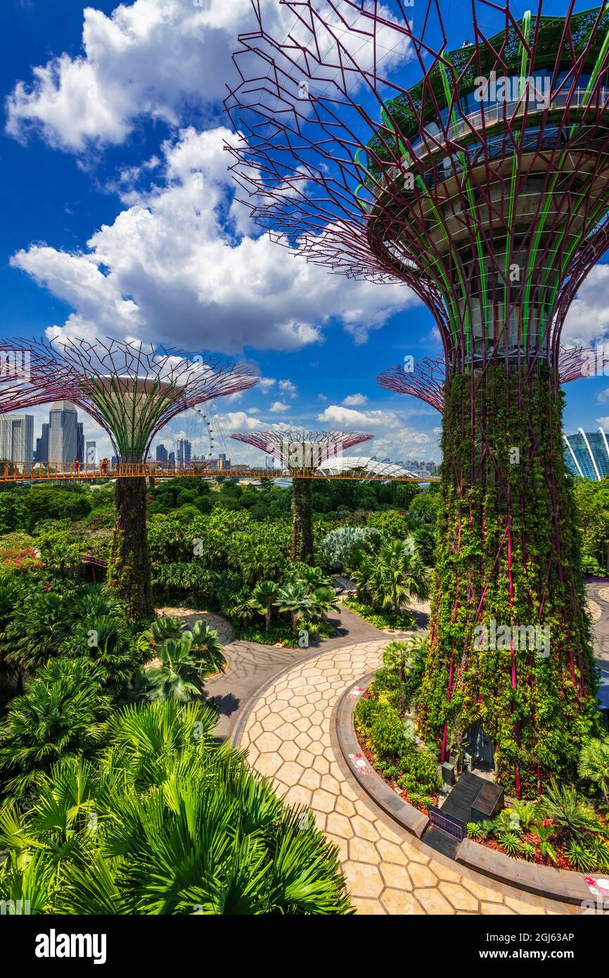 Le Supertree Grove de l'OCBC Skyway à Gardens by the Bay, Singapour. Banque D'Images