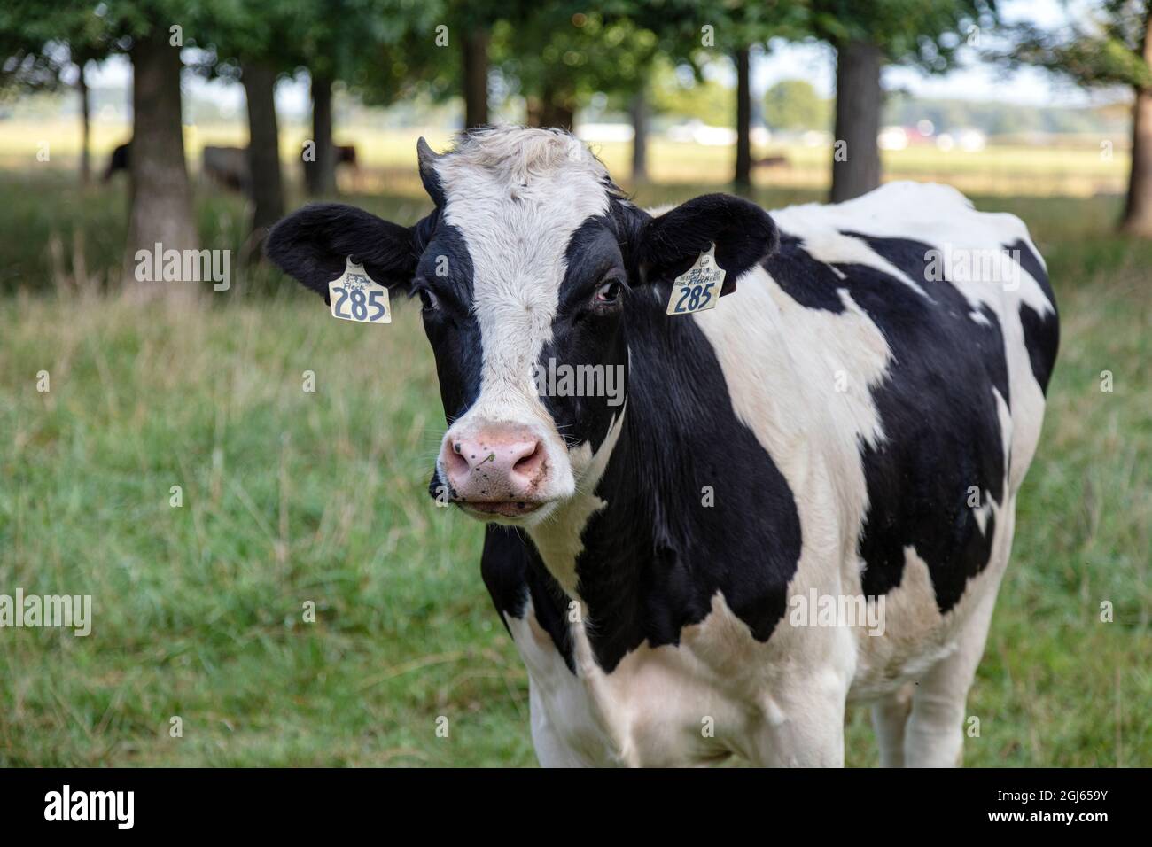 Amish Dairy Farm, vaches laitières en pâturage, été, Indiana, États-Unis, Par James D Coppinger/Dembinsky photo Assoc Banque D'Images
