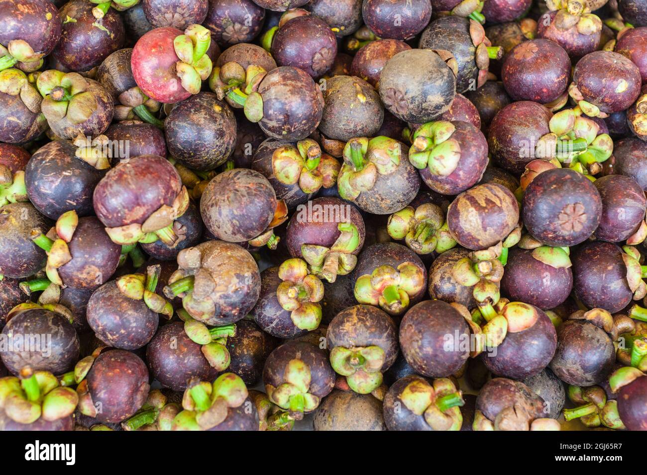 Cambodge, Siem Reap. Fruits tropicaux, mangousteen violet. Banque D'Images