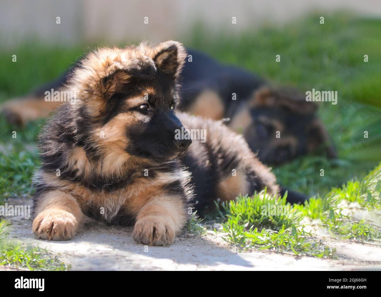 Chiot Berger allemand race utilisée pour la protection, les sports canins, ainsi que les chiens pour la famille. Banque D'Images