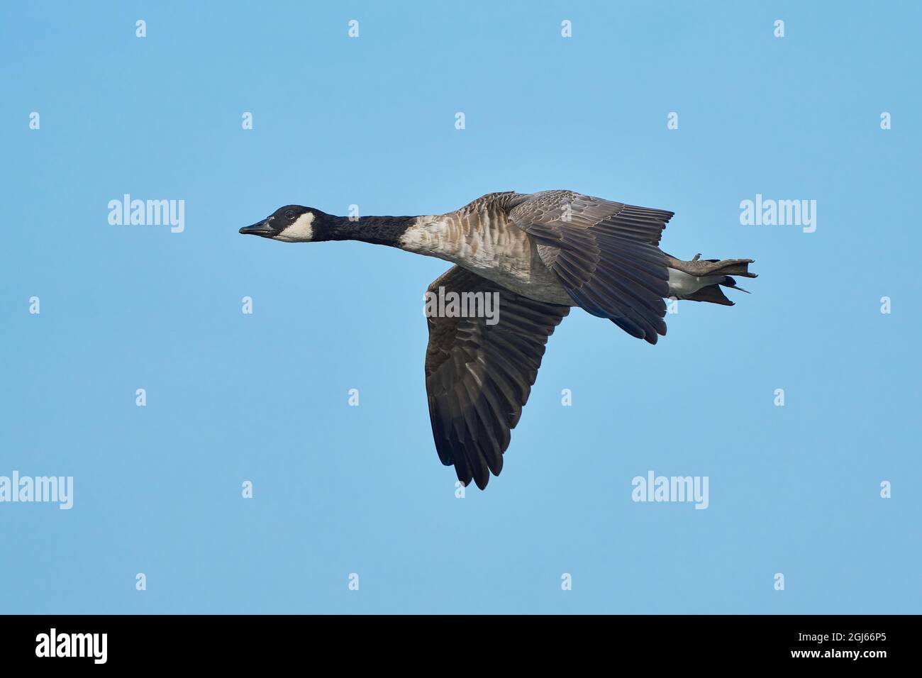 Canada Goose en vol Photo Stock - Alamy