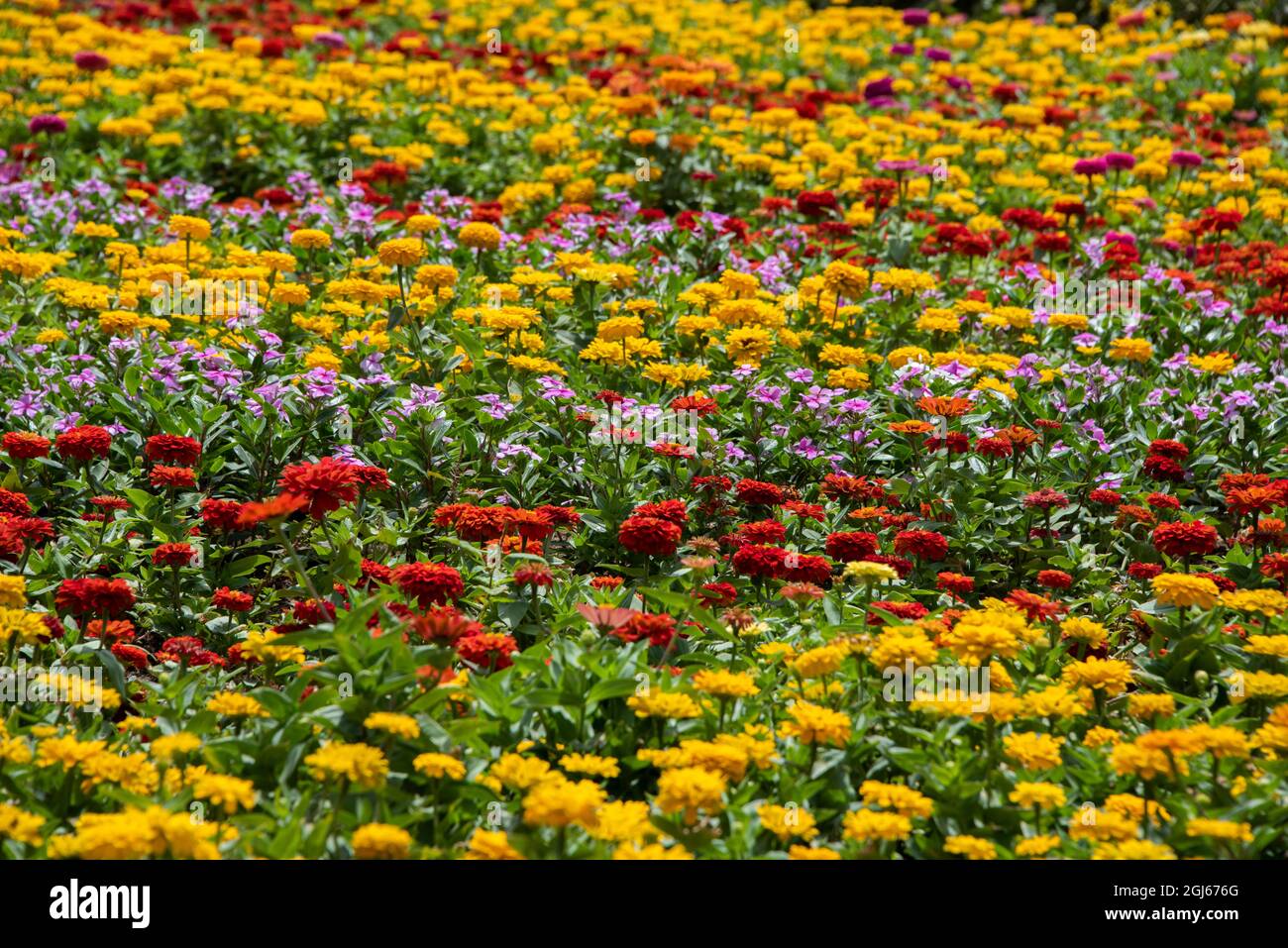 Emirats arabes unis, dubaï, miracle des jardins. Banque D'Images