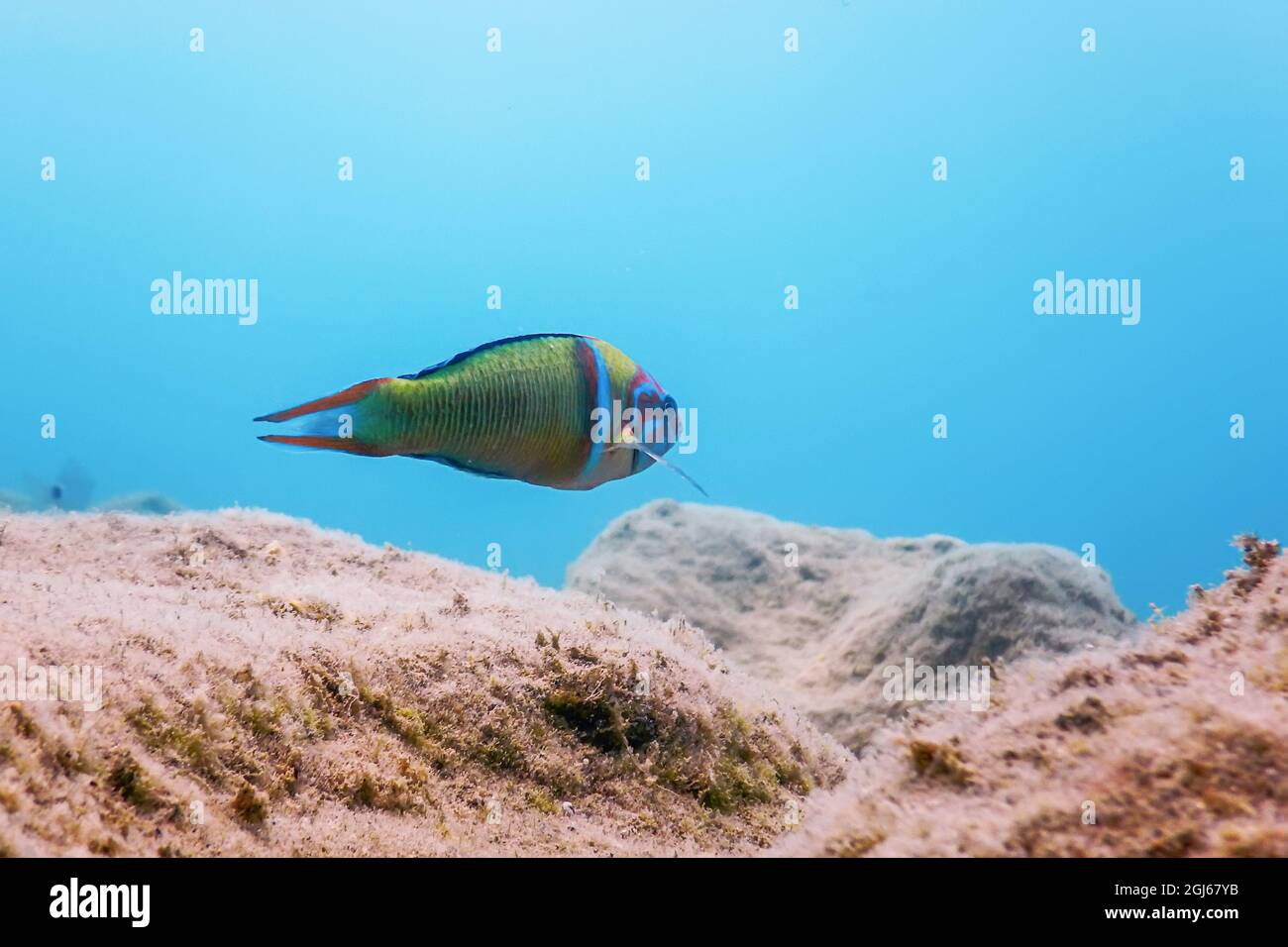 Wrasse (Thalassoma Pavo) poisson coloré sous-marin Banque D'Images