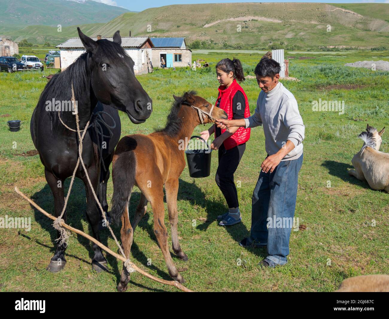 Traite une jument, attrape et tient la jument et le foal. Chevaux pour la production de lait, de kumys et de viande. Une ferme typique sur la plaine de Suusamyr, un hig Banque D'Images