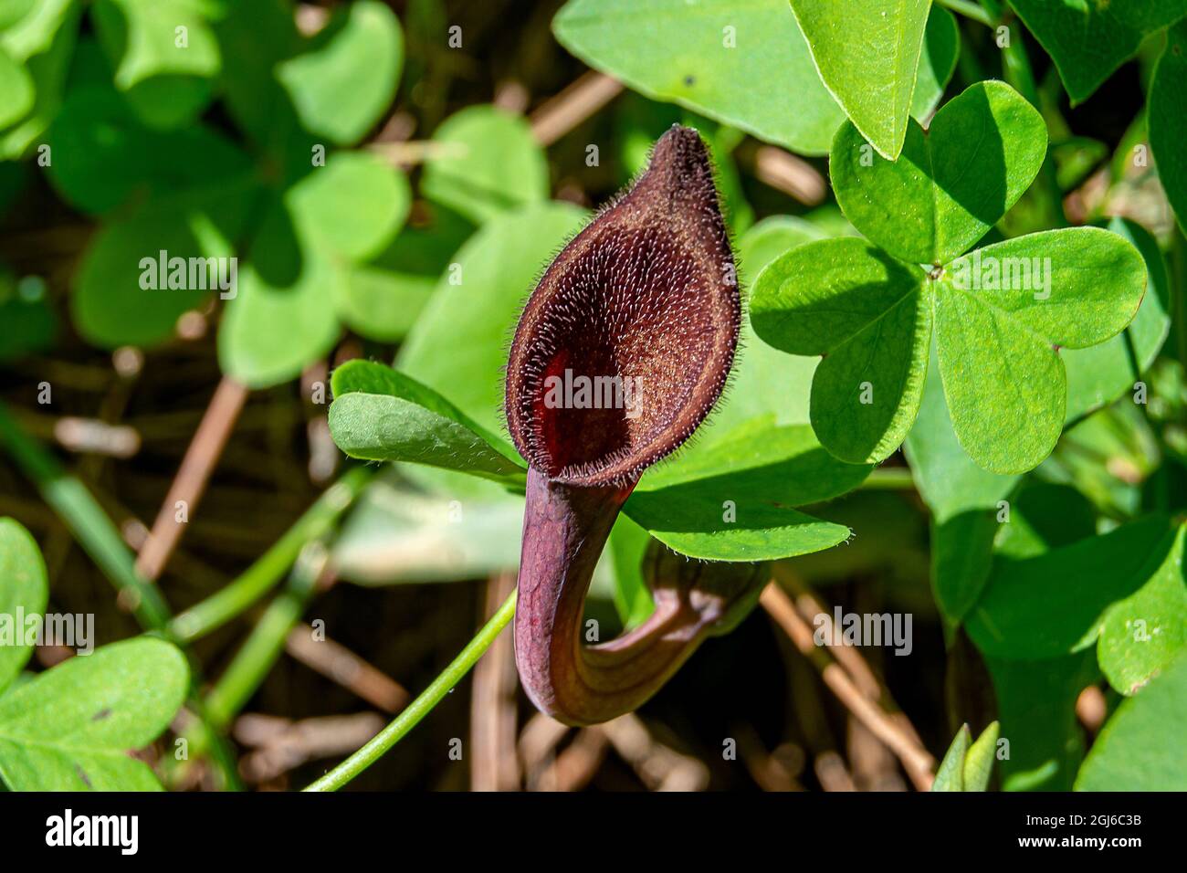 Aristolochia baetica Banque D'Images