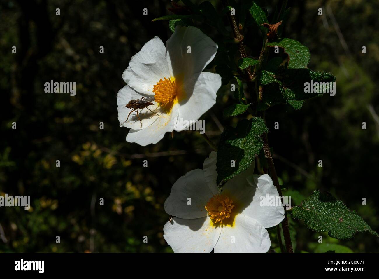 Cistus salviifolius. Rosier à feuilles de sauge, Banque D'Images