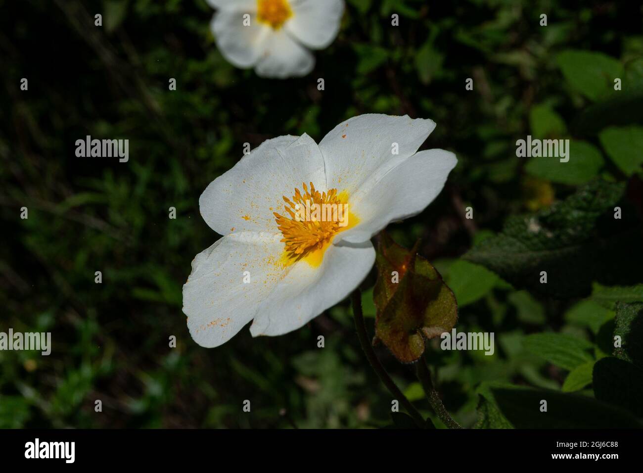 Cistus salviifolius. Rosier à feuilles de sauge, Banque D'Images