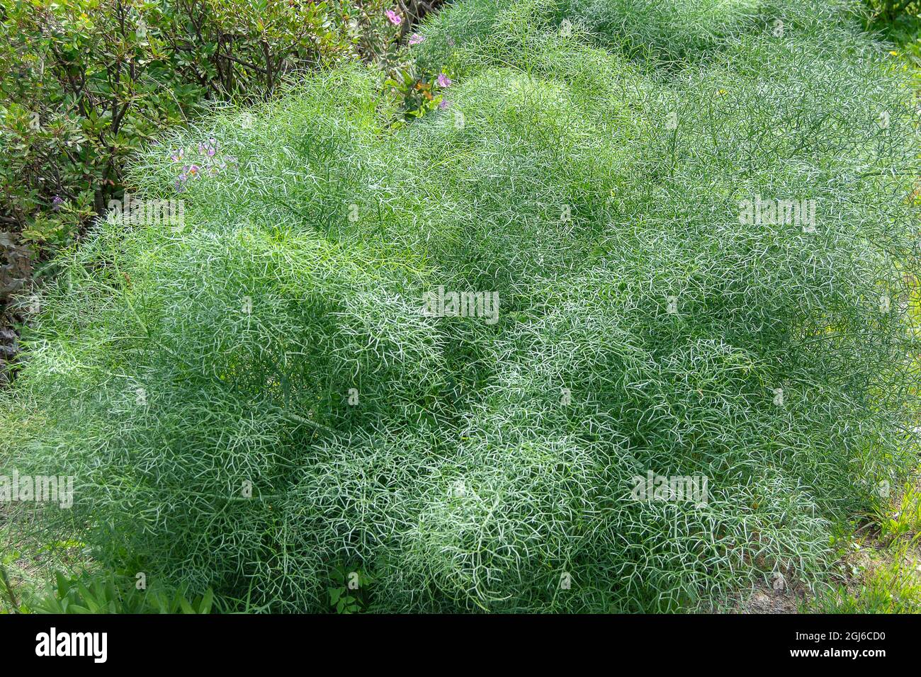 Ferula communis.Cañaheja Banque D'Images