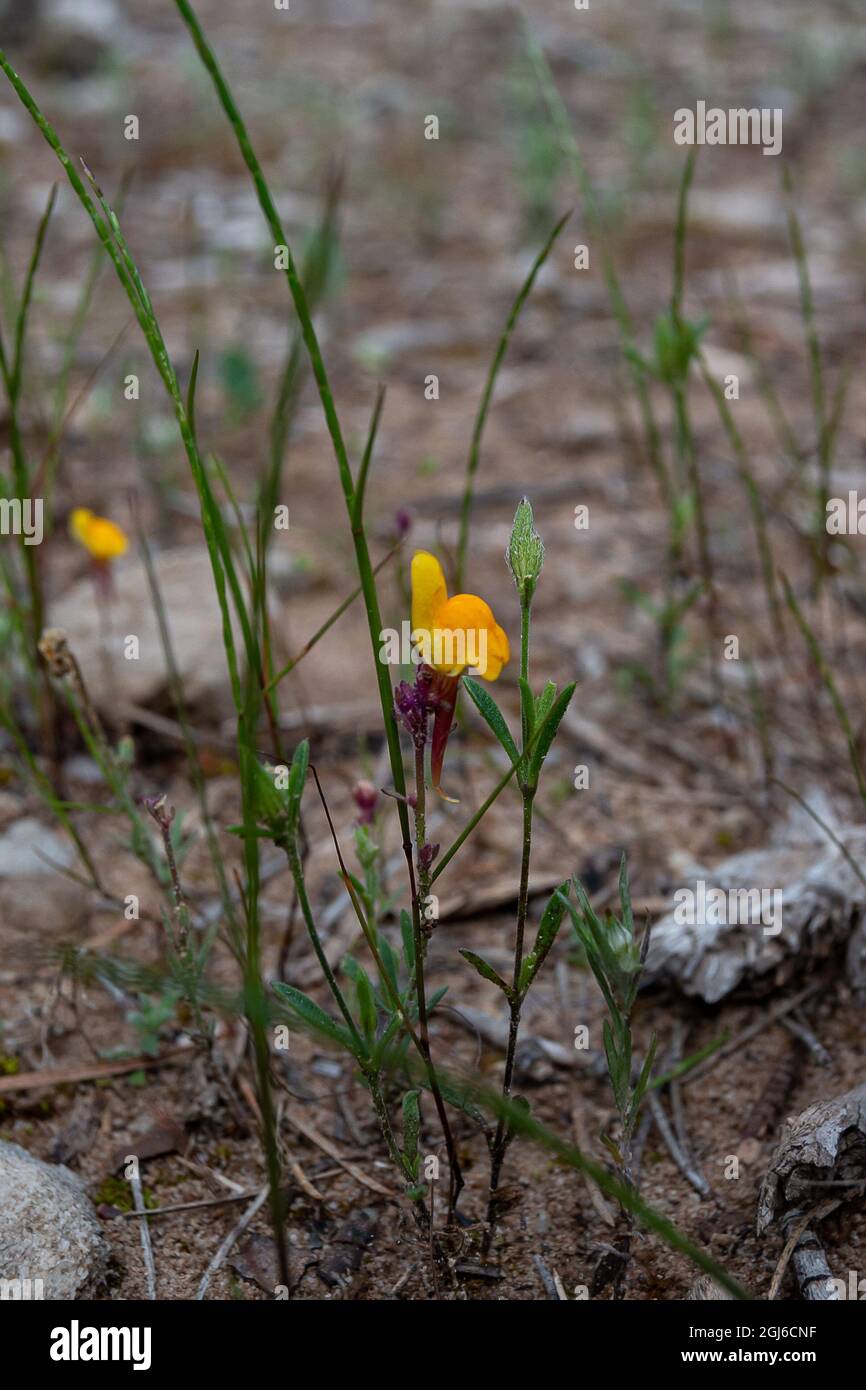 Linaria huteri Banque D'Images