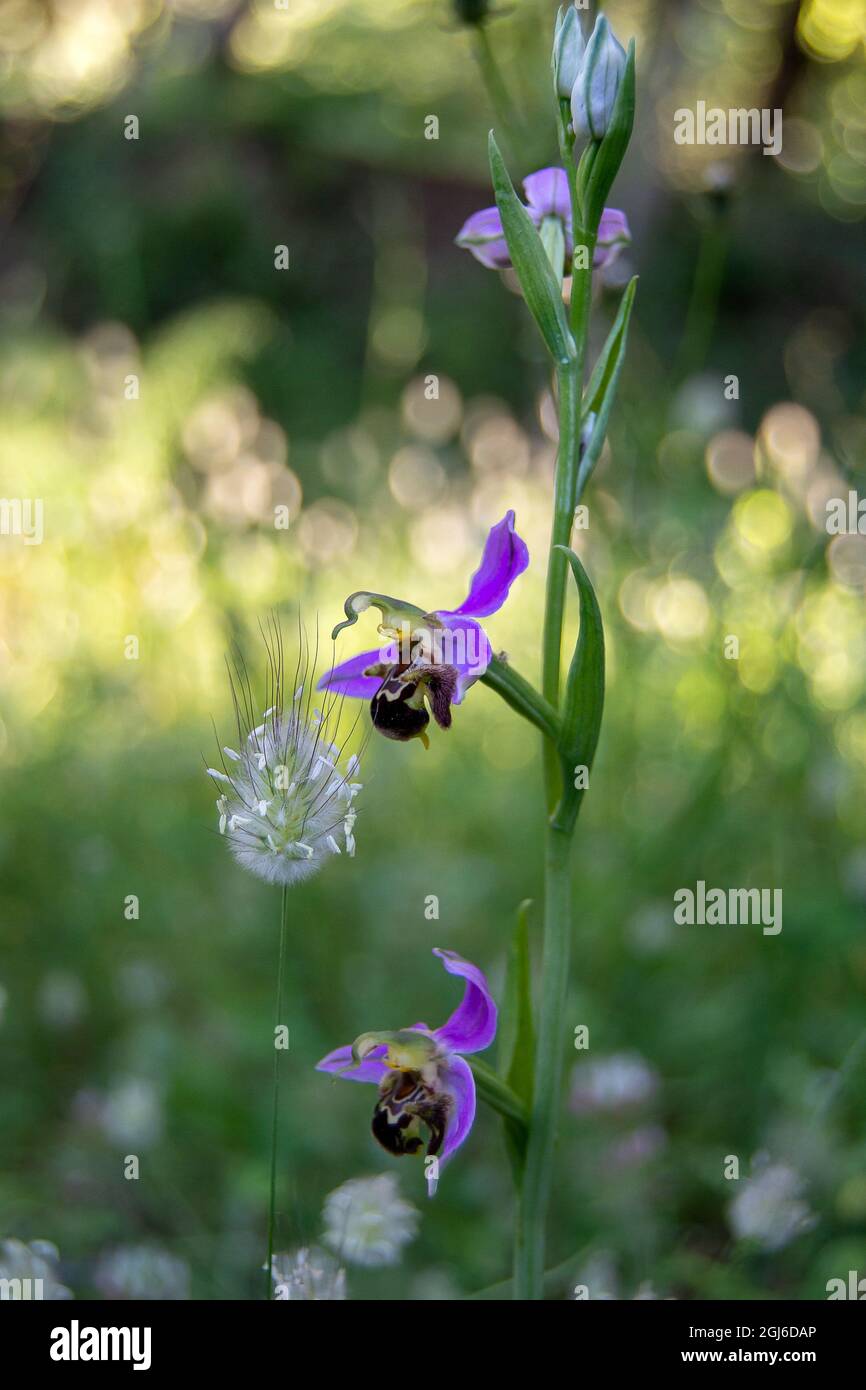 Ophrys apifera Banque D'Images