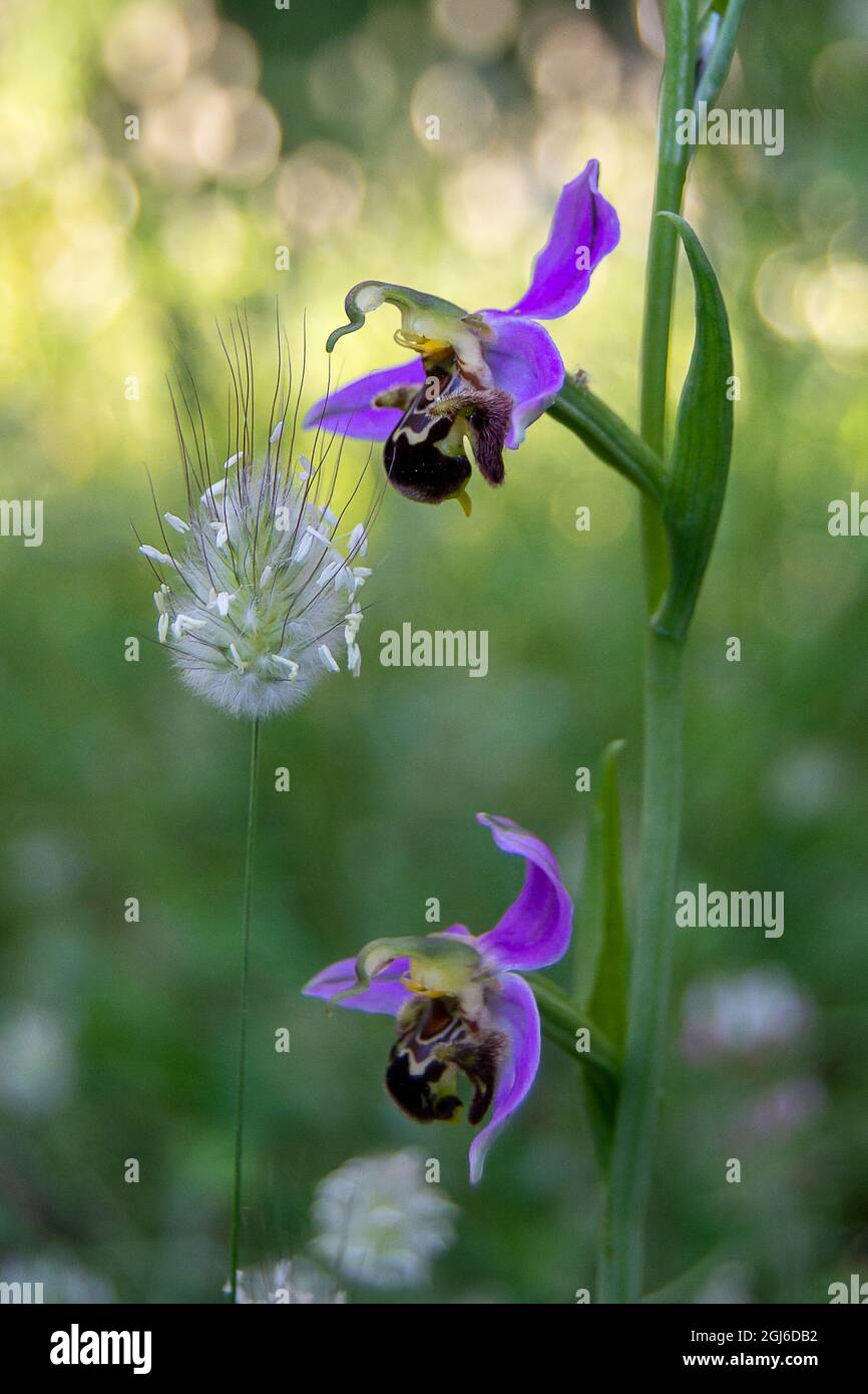 Ophrys apifera Banque D'Images