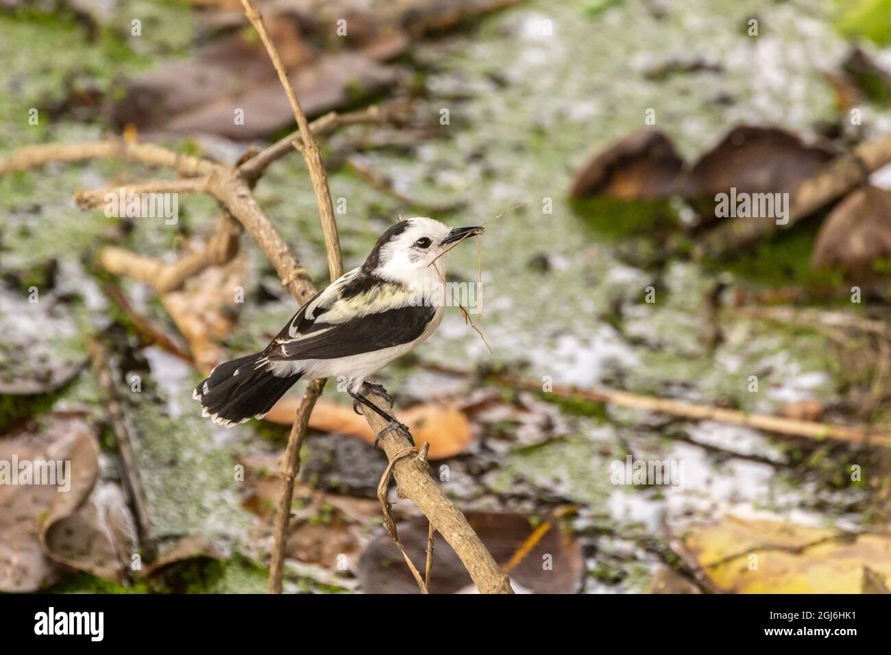 Caraïbes, Trinité. Gros plan sur un oiseau tyran-aquatique. Credit AS: Cathy et Gordon Illg / Jaynes Gallery / DanitaDelimont.com Banque D'Images