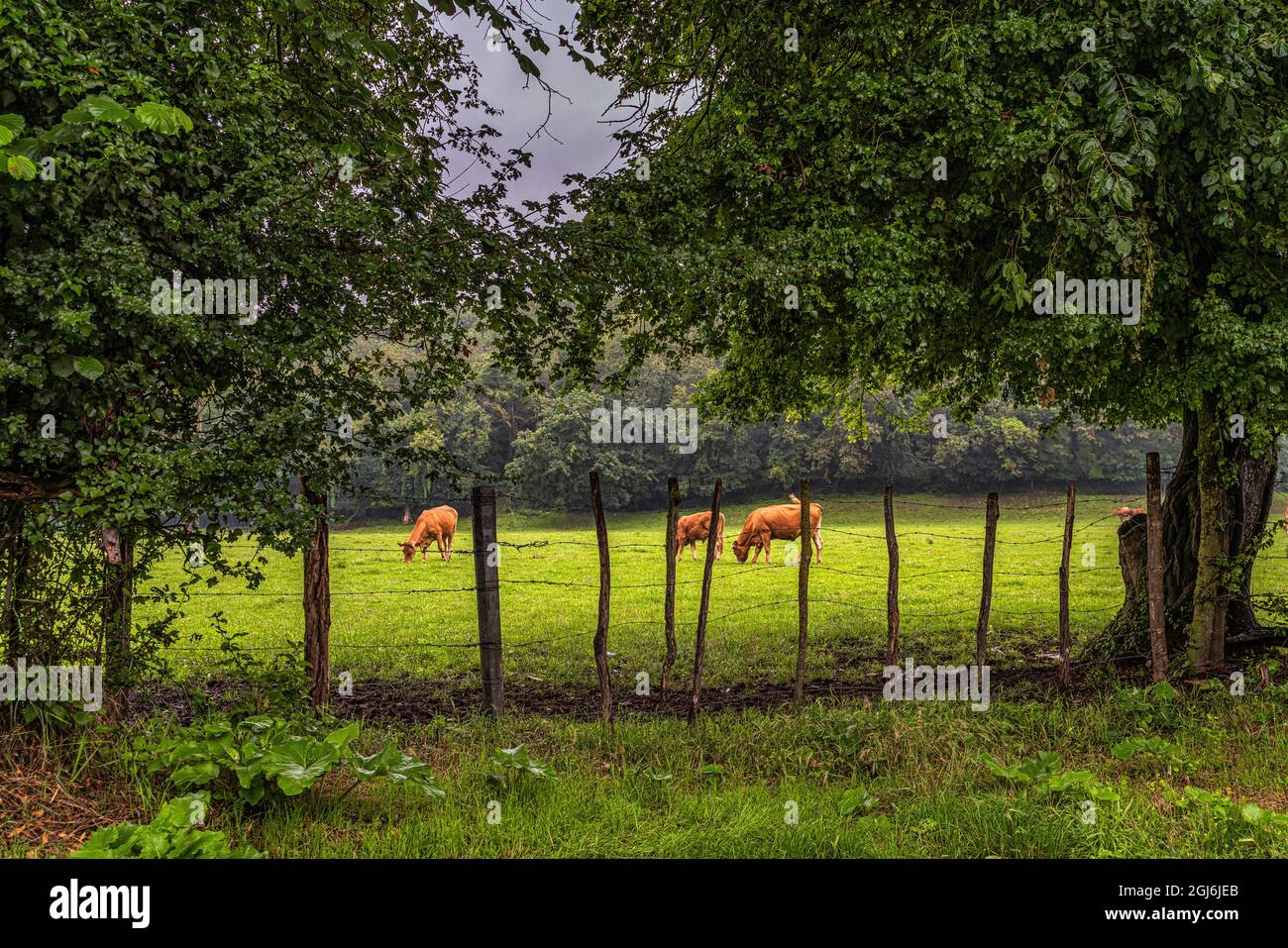 Trois vaches paître dans une zone clôturée. Département de l'Isère, France, Europe, région Auvergne-Rhône-Alpes Banque D'Images