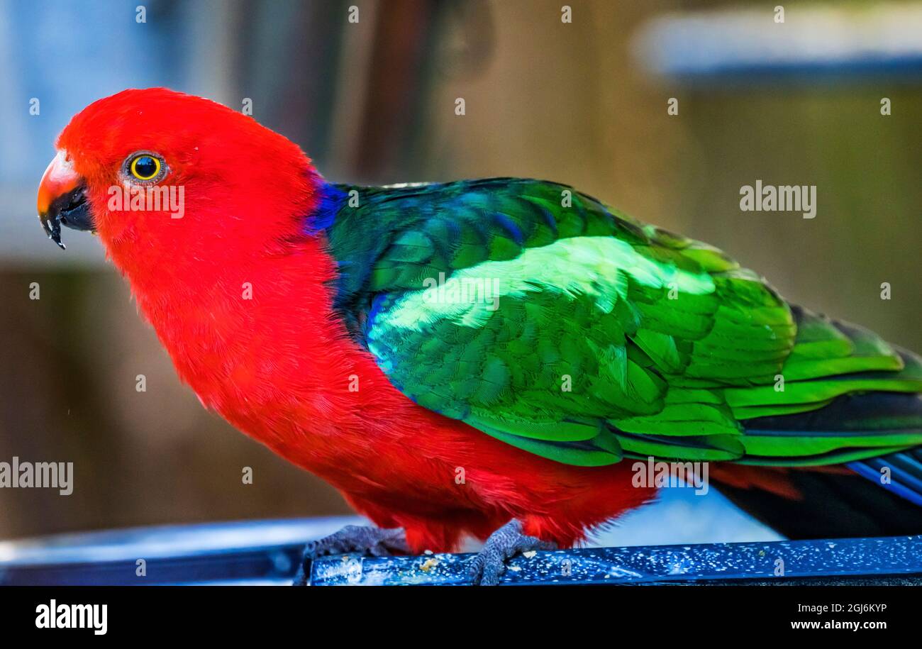 Bleu rouge femelle Eclectus Parrot gros plan natif des îles Salomon, Nouvelle-Guinée Banque D'Images