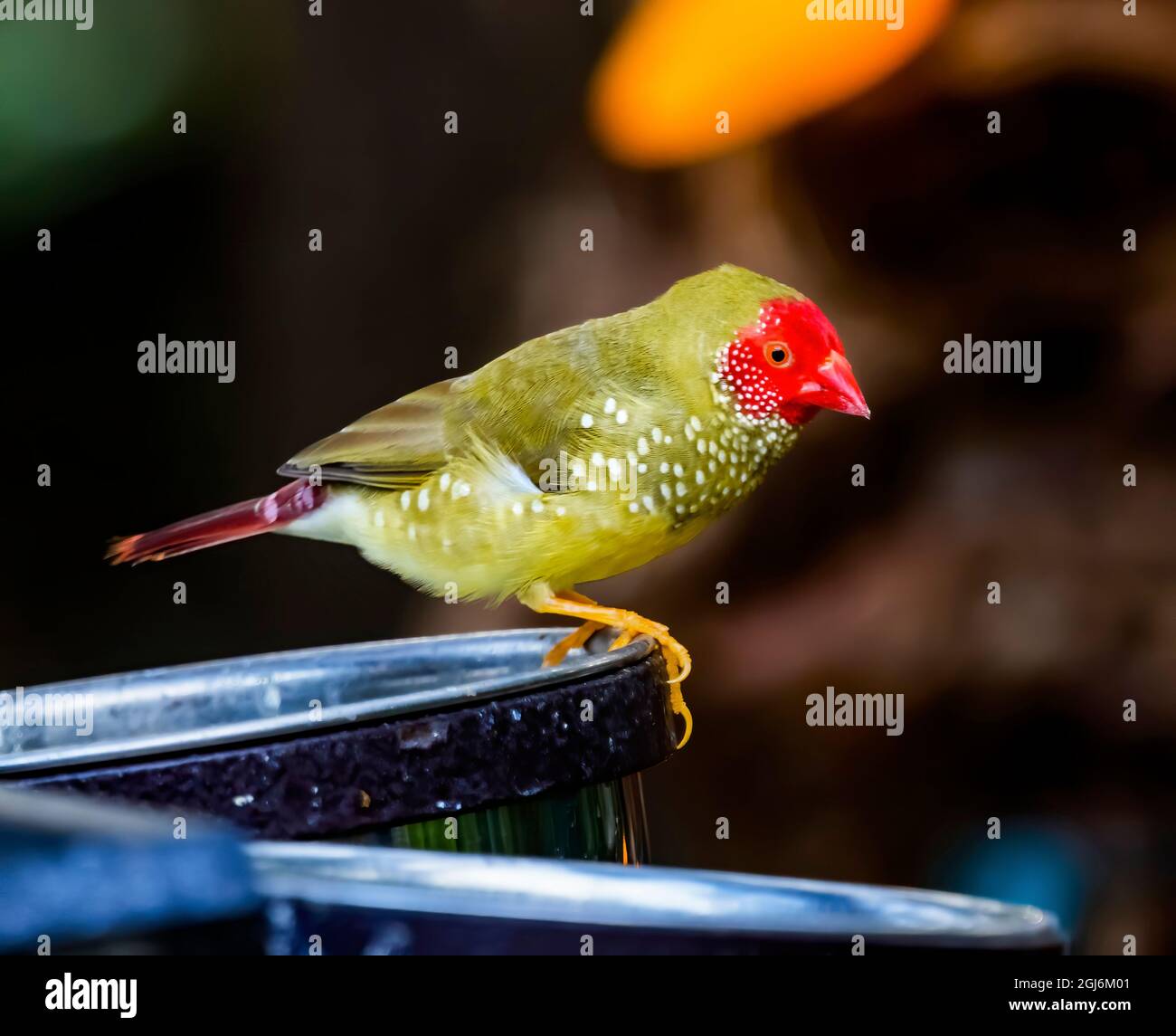 Gros plan sur le plumage Red Star Finch. Originaire d'Australie. Banque D'Images