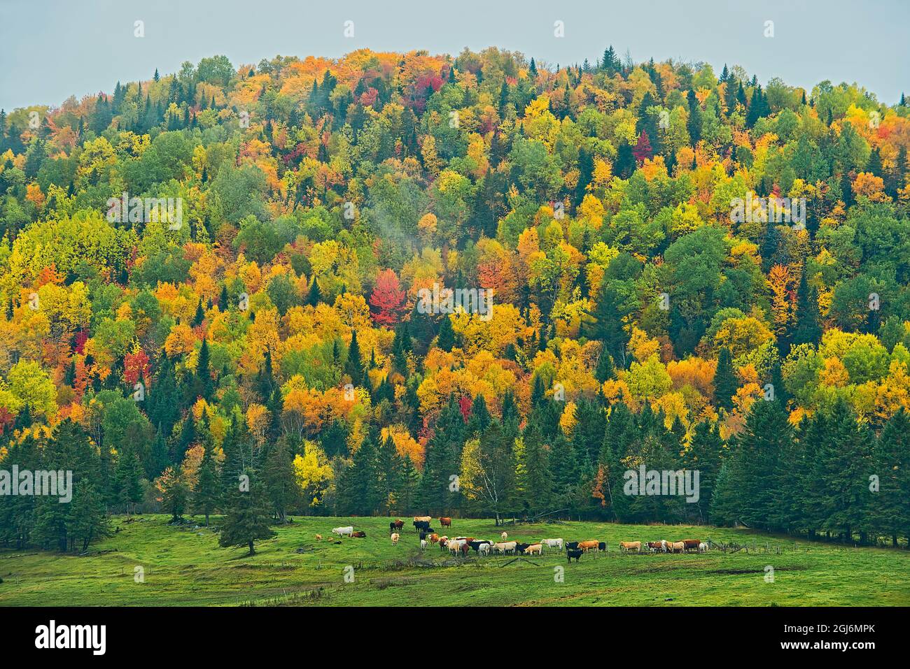 Canada, Nouveau-Brunswick, Saint-Jacques. Forêt acadienne en feuillage d'automne. Credit AS: Mike Grandmaison / Jaynes Gallery / DanitaDelimont. com Banque D'Images